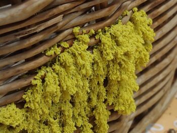 Fuligo septica